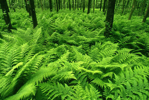 Frescor de helechos en los jardines