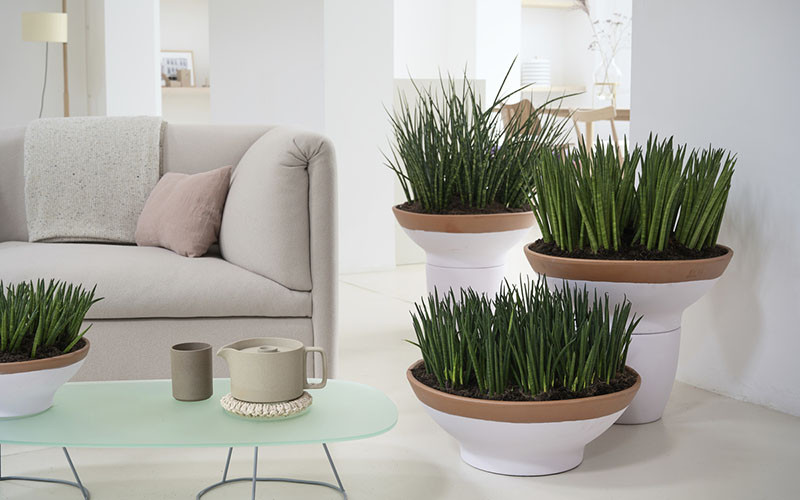 Listas | Jardinaría Dalmau